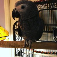 Ed (@annefapaway) 's Twitter Profile