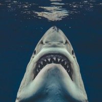 𐏓𒀼𒇲𒀼𒁀𒇲𒋻𒁇 𒐕𐎠𒇬𒀼𒁇 (@credibleintel) Twitter profile photo