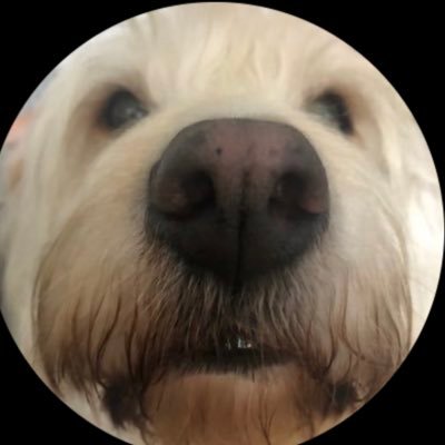 JustAmyCA's profile picture. Empath, liberal, feminist. She/her. Lover of earth and all her inhabitants. #Hamilfan #hEDS #Vaxxed #Masked #MHAwareness #BLM #roevwade #VoteBlue🌊