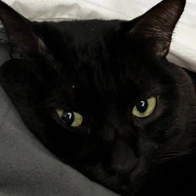ミュータント松林さんのプロフィール画像