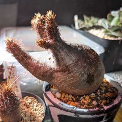 Youkibinbin's profile picture. ウイスキーがお好きでしょう？？
はい！！