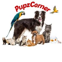 Pupzcorner(@pupzcorner8) 's Twitter Profile Photo