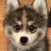 corgitchi (@druochole) Twitter profile photo corgitchi (@druochole) Twitter profile photo