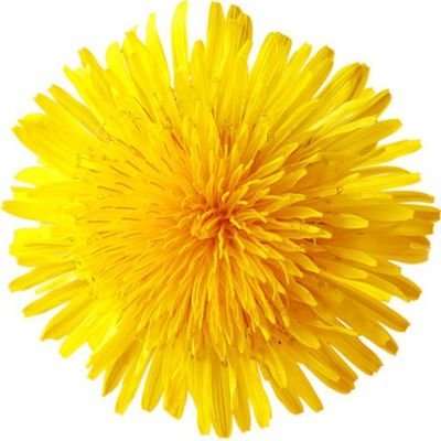 Dandelion represents the return of LIFE, the REBIRTH OF GROWTH after a harsh (symbolic) winter, and A DISPLAY OF ABUNDANT STRENGTH & POWER!