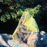 ゴリラ🦍 (@m_m_gorira) 's Twitter Profile