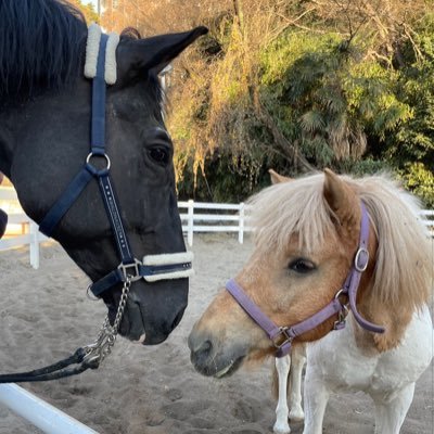 gwc_uma's profile picture. ライダー・マネージャー大募集中‼️馬術経験者の方はもちろん、初心者の方、動物好きな方、大学から何か新しいことを始めたい方…ぜひ馬術部の一員になりませんか？2年生以上の方も大歓迎！質問等あればDMお待ちしています🥰 本アカウント→@grs1879