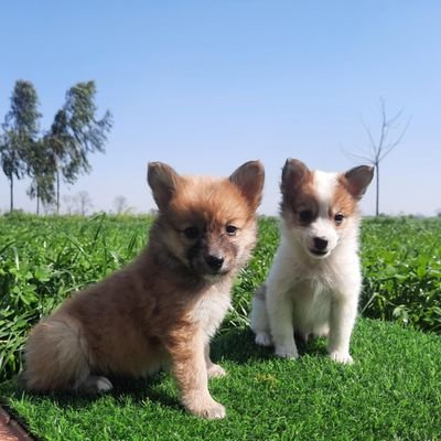 All Dogs Breed 🐶
Are Available
🤙(8920196052)
Delivery available 🚚
All india 🇮🇳🇮🇳🇮🇳🇮🇳