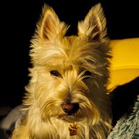 Pomme Le Cairn Terrier(@PommeLeCairn) 's Twitter Profile Photo