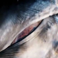 NoirBit (@noirbit14) 's Twitter Profile Photo NoirBit (@noirbit14) 's Twitter Profile Photo