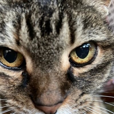 714_yuu's profile picture. おにぎりから手作り弁当🍱に目覚めてしまった☺️