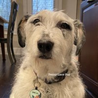 𝗣𝗲𝗻𝗻𝘆 𝗟𝗮𝗻𝗲- Lawn Potato TM(@Penny_Lane_Pup) 's Twitter Profileg