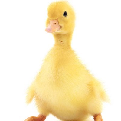 Fang000123's profile picture. 