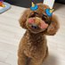 🐶カイくん🐶 (@kaikunman0820) Twitter profile photo 🐶カイくん🐶 (@kaikunman0820) Twitter profile photo