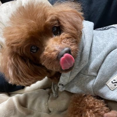 kobutori2007's profile picture. フロンターレが好きです ブームに乗って湧いたにわかサポ。今年はユニジェジエウ❤️ACLは田邉君キミに決めた ビールと生肉が好き　お腹は弱め　夕飯は作りたくない