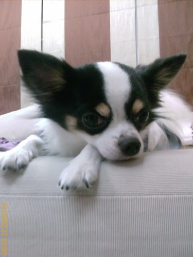 aiyoiyo's profile picture. ???