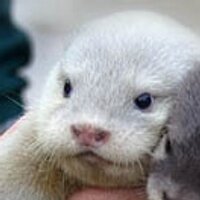 mitu (@mitu) 's Twitter Profile