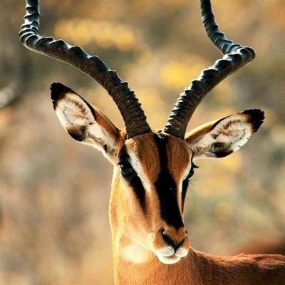 PKunmopokorn's profile picture. 