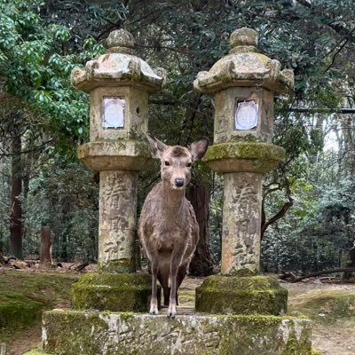 小6の息子が自閉で知的重度です。最近物並べが激しくなってきたけど、気持ちは安定してきたかな。得意がみつかるといいね。皆が尊重される世の中にするために自分に何ができるだろうか。