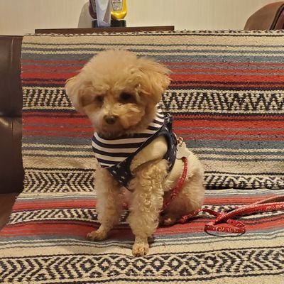 unitube1220's profile picture. トイプードル🐾
うにちゃんのアカウントです🌱

生後3カ月630gでやってきて、現在2.1kg✨

日常の様子をアップします😊
YouTubeチャンネルを開設しました📺

是非ご覧ください💖