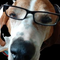 liberty hound(@houndedliberty) 's Twitter Profile Photo
