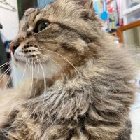 ぬこ侍＿にゃんと五車星の下僕なん…(`･ω´･ )ﾉﾀﾞｰ!!✨ (@r1xacnxjjcjcmtv) Twitter profile photo