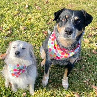 Hi! Axle and Lugnut here! I’m Axle a Pomsky and I’m 5! My big brother is a Cattle dog mix and is 11! We hope to make some great fur friends!