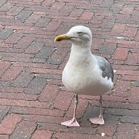 KleinesEinhorn (@kleineshorn) Twitter profile photo