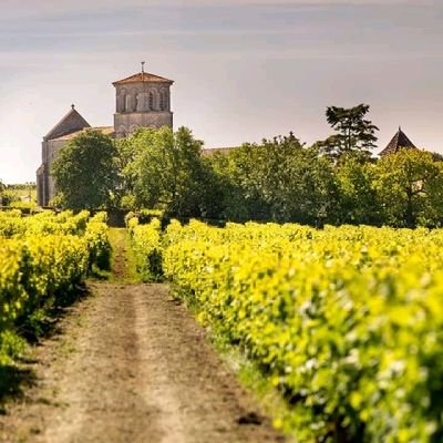 NthabelengMorwa's profile picture. 