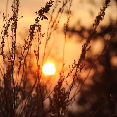 ماجستير (English)، شغف لغوي - عربي (النحو والصّرف)