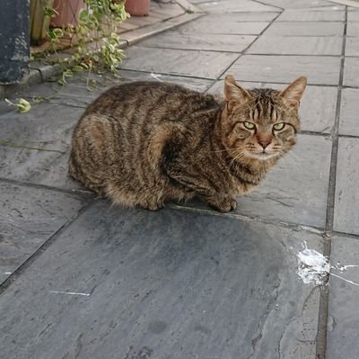 ねことり😼🐧って名前で同人プラットフォームを活動してます。
活動拠点は九州 関西、沖縄などがメインです。 myfansの方々と交流コラボなど出来たらと思い始めてみました
複数企画も考えてやってます。よろしくお願いいたします 。
常時、作品には優秀な編集さんがいます🐱
九州をメインに撮影してます🐱