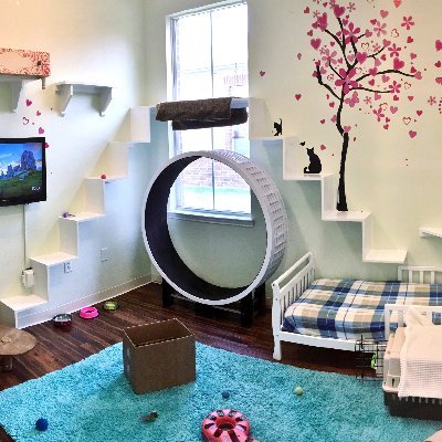 Just a conversation north of Austin.
Luxury Cat Boarding. No cages. No condos. No dogs.
Walk in suites - 8 to 10 feet tall - loaded with fun!