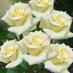 عطر النرجس (@4whftfbn6mcr5gv) Twitter profile photo عطر النرجس (@4whftfbn6mcr5gv) Twitter profile photo