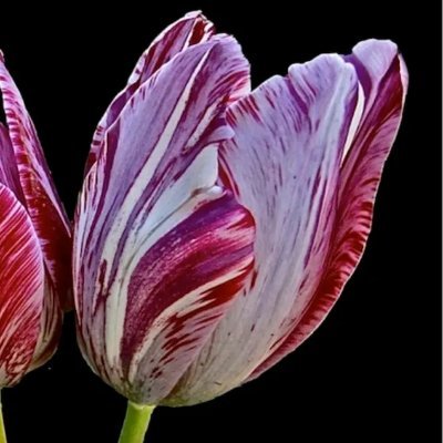 living thru tulip mania II. real things and real value.
Hopes for global collaboration for prosperity. Anyone using violence to further agendas r illegitimate.