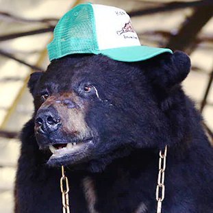 Galatic Record for Most Cocaine Consumed (80 lbs), Universe’s Most Famous Mascot & Bear, Apex Predator, Fun Loving Bear, Movie Star