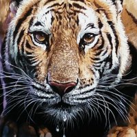 Zahid Arts (@77a57b826e364ba) 's Twitter Profile