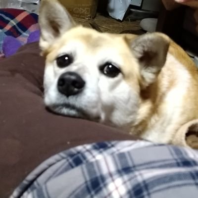2023年は愛犬クーと母を見送り。共に在宅でいながら最期の瞬間に立ち会えず微妙に凹み。モン(🐶08)から冷静なツッコミを受けつつサザエさんのような生活。 来世はナマケモノ一択だったが近頃ダチョウに強烈に心惹かれている。 #うつ病 #幻覚 #幻聴 #ADHD #虐待 #認知症 #脳のしくみ