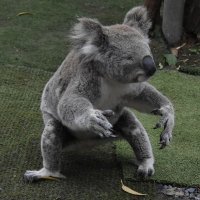 WilderDuck (@wilderduck) 's Twitter Profile