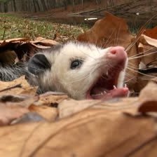 jimminyBlick's profile picture. hullo