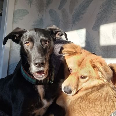 One gub boi 🐶 and one gub girl 🦊
We previously lived unwanted in a shelter in 🥶 Romania but now we snoozes on the big bed and are lubbed beyond measure