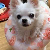 ミルモカ (@pv06hwlyoeanrbo) Twitter profile photo