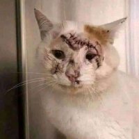 Omar (@mr_omar990) 's Twitter Profile