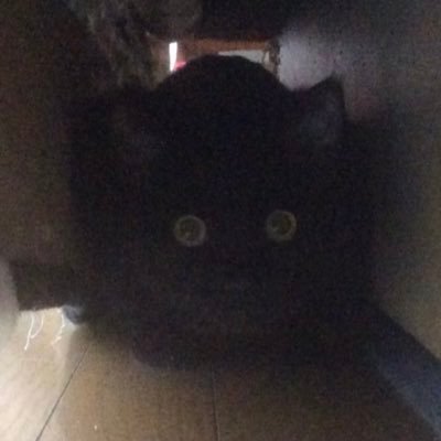 ご主人様(まい🤗💖ﾆｺｯ)が本体。ご主人様の代わりにツイートやリツイートさせて頂きます🐾ﾆｬﾝ 。失礼な方が多いのでDMは一切見ません🐾💢