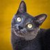 😸Doña Cat😺 (@carolarobri) Twitter profile photo 😸Doña Cat😺 (@carolarobri) Twitter profile photo