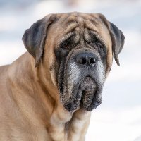 Claudia Pet Photography(@claudiapetphoto) 's Twitter Profile Photo