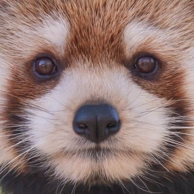 雑多垢。
よさこい、ポートレート撮影、
ツーリングや登山での写真など
上げてます。

相互無償で被写体募集中。
ご依頼はDM にてお願いします。
F/R/Bご自由に。