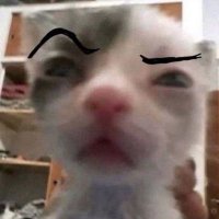 zero!! (@zerocals__) 's Twitter Profile
