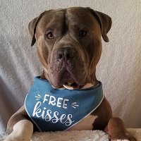 BigHeartBaloo (@baloowiththebr1) 's Twitter Profile