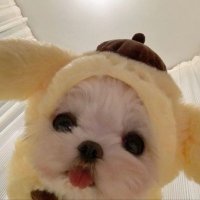 먕먕 (@youaremypuppy) 's Twitter Profile Photo