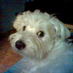 Gianpaolo Vadurro (@gianpaolovu) Twitter profile photo Gianpaolo Vadurro (@gianpaolovu) Twitter profile photo