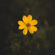 4n_Dr3_0's profile picture. 🇨🇱 || He/el || 17 || MultiFandom